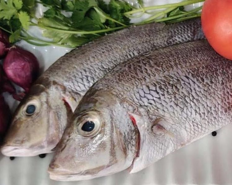 Emperor / Velai Meen 1Lb