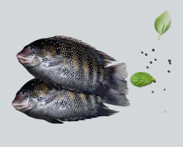 Pearl Spot / Kari Meen 1Lb