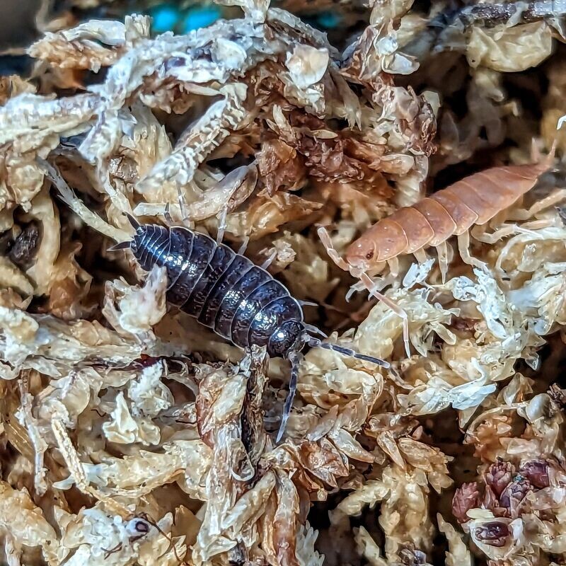 Porcellionides pruinosus - "Powder Mix" Isopods - 15ct