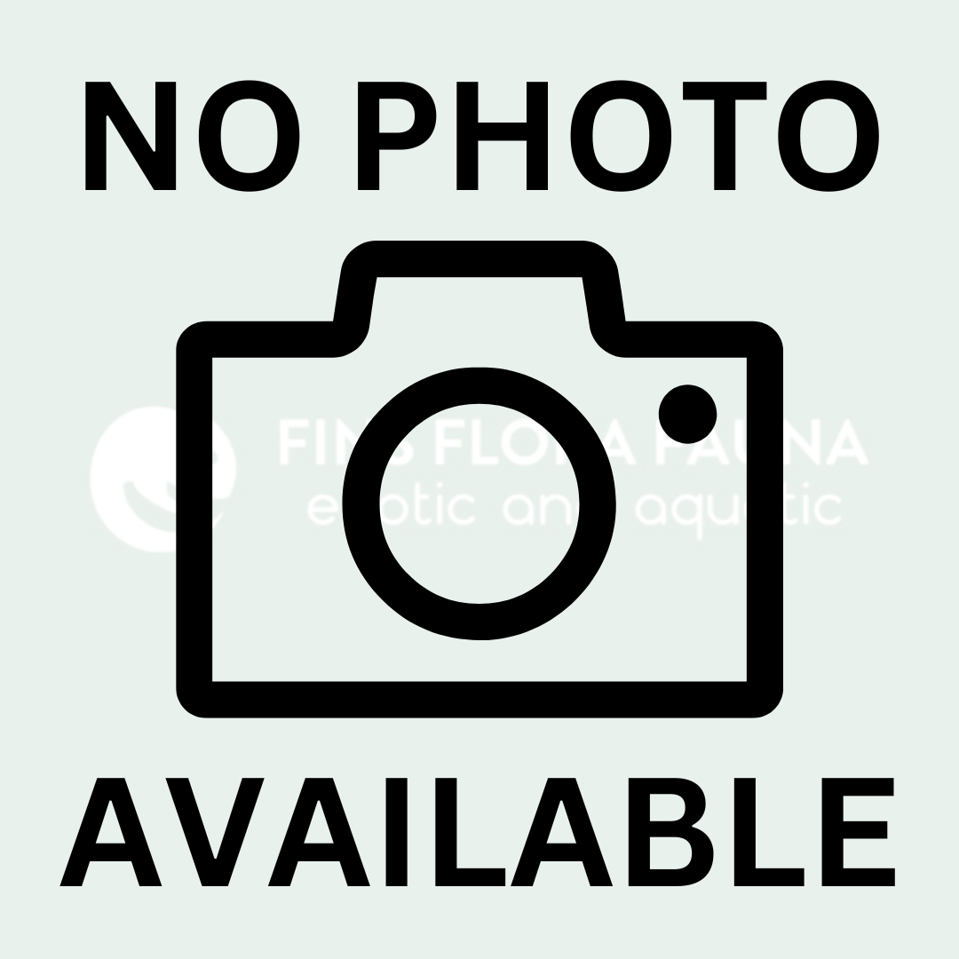 Blaptica dubia - "Dubia Roach" - Size Medium