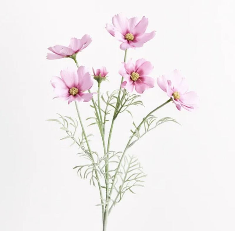 Cosmos Spray Stem in Pink
