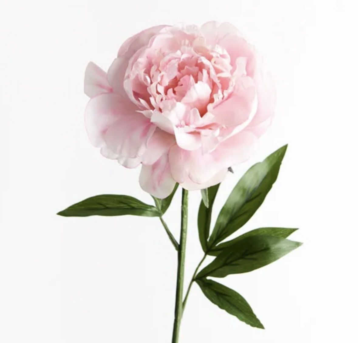 Peony in Pink