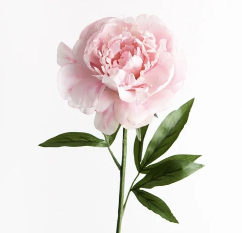 Peony in Pink