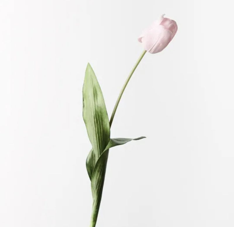 Tulip in Light Pink