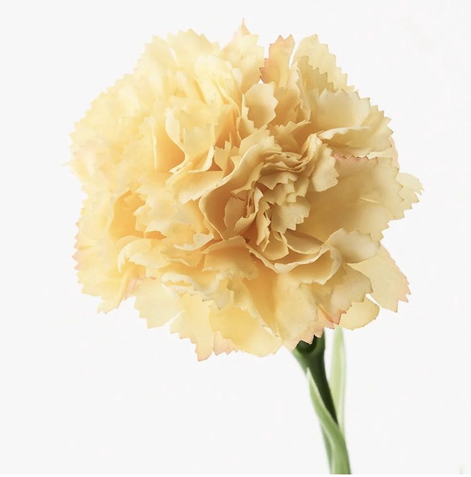 Carnation Stem in Yellow