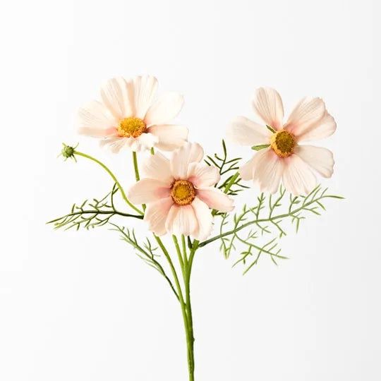 Cosmos Spray Stem in Apricot Cream