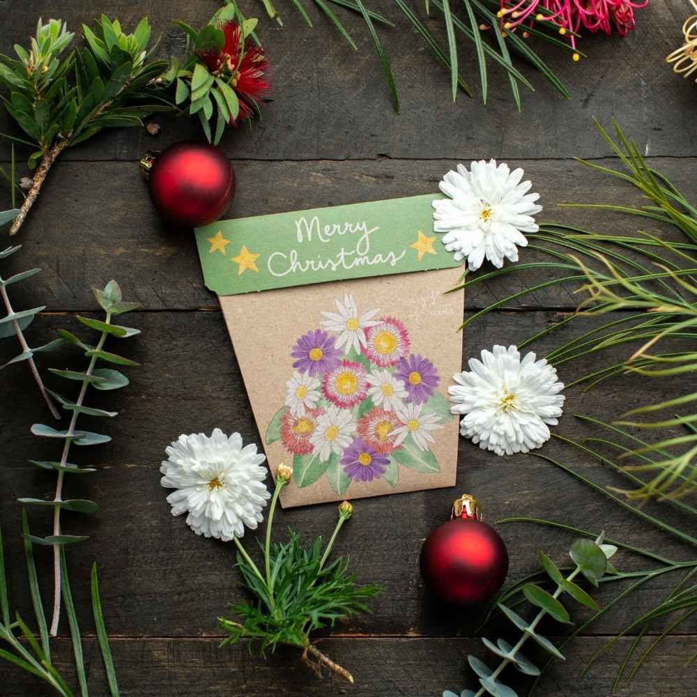 Gift of Seeds - Christmas Native Daisies