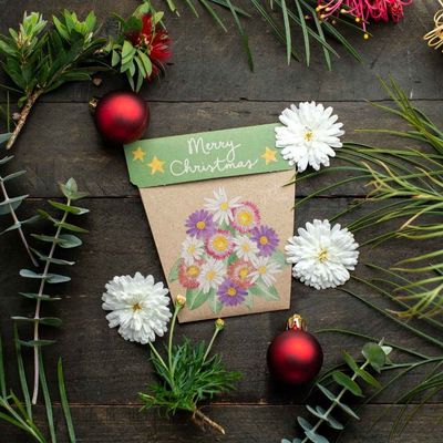 Gift of Seeds - Christmas Native Daisies