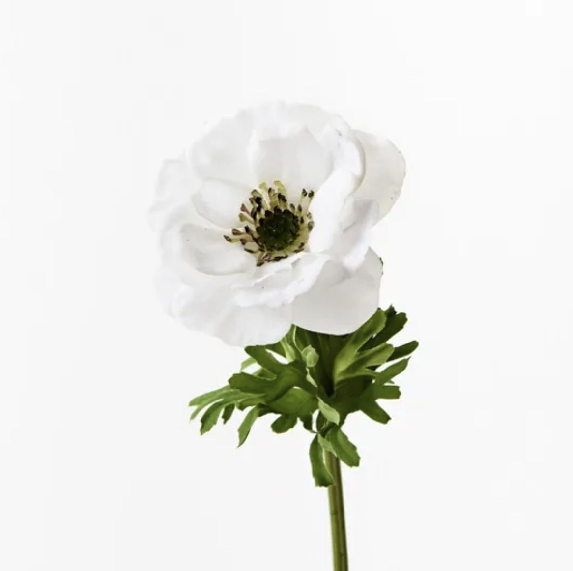 Anemone Stem in White