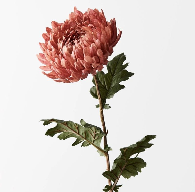 Chrysanthemum in Coral