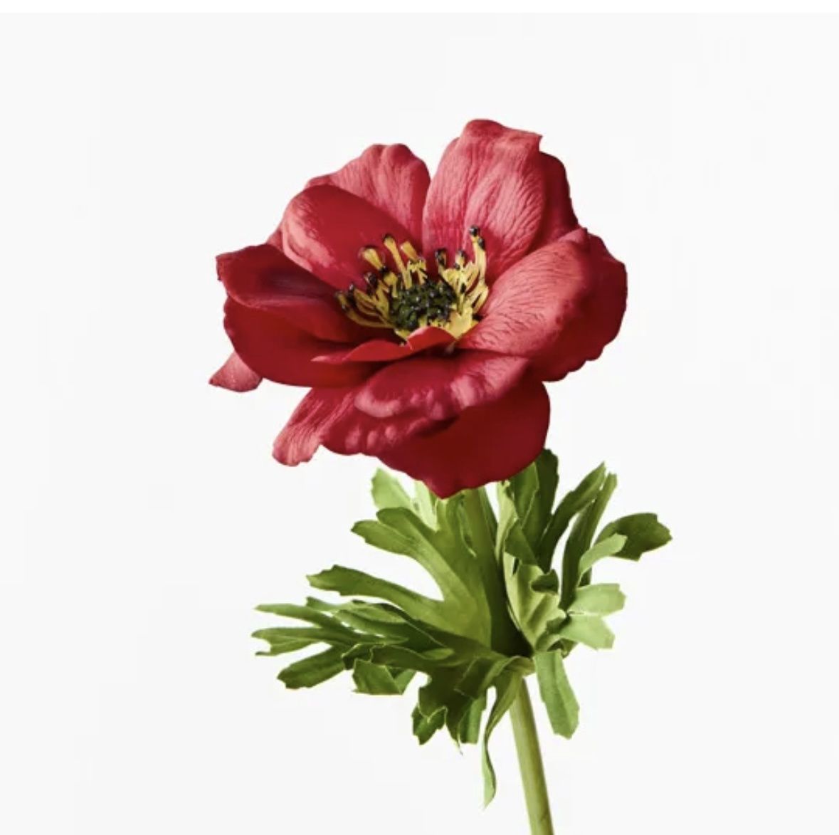 Anemone Stem in Dark Red