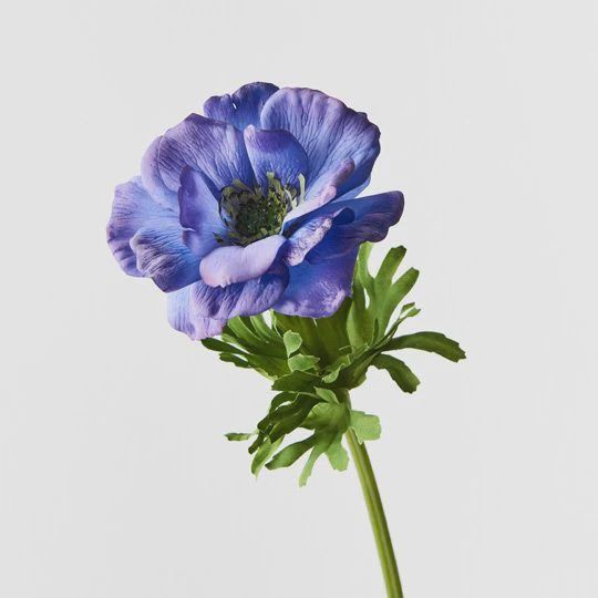 Anemone Stem in Indigo