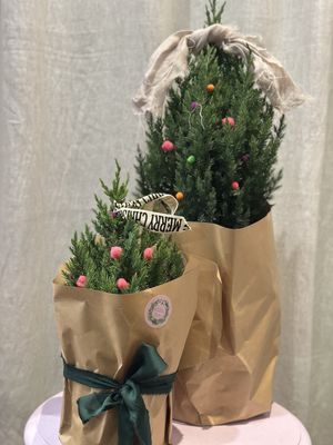 Real Christmas Tree in Small