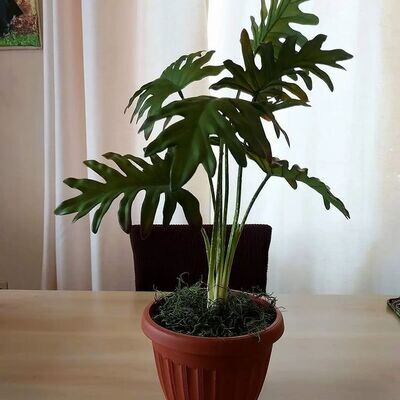 2ft tall potted plant