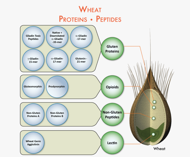 Cyrex Array 3X - Wheat/Gluten Proteome Reactivity & Autoimmunity