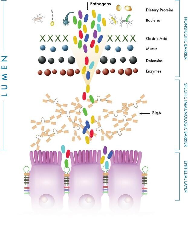Cyrex Array 14 - Mucosal Immune Reactivity Screen