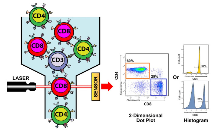 Cyrex Labs Lymphocyte MAP™ - Comprehensive Lymphocyte Immunophenotyping Cyrex Labs Lymphocyte MAP™ - Comprehensive Lymphocyte Immunophenotyping
