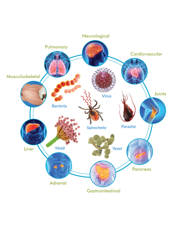 Cyrex Array 12 - Pathogen-Associated Immune Reactivity Screen