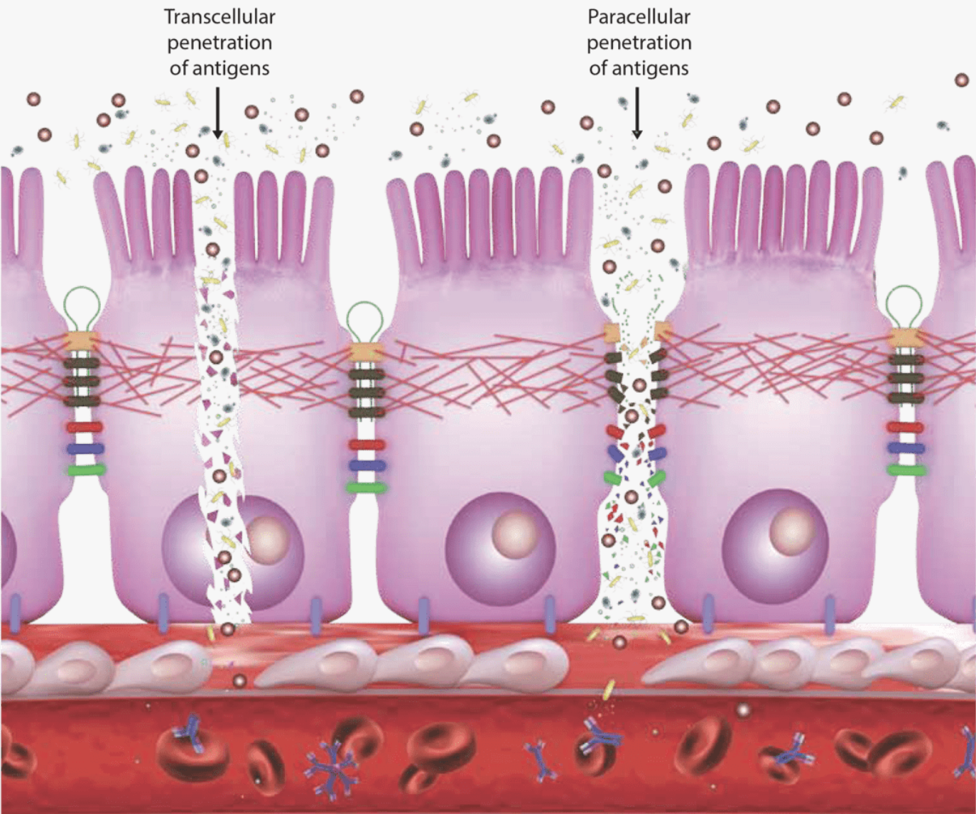 Cyrex Array 2 - Intestinal Antigenic Permeability Screen