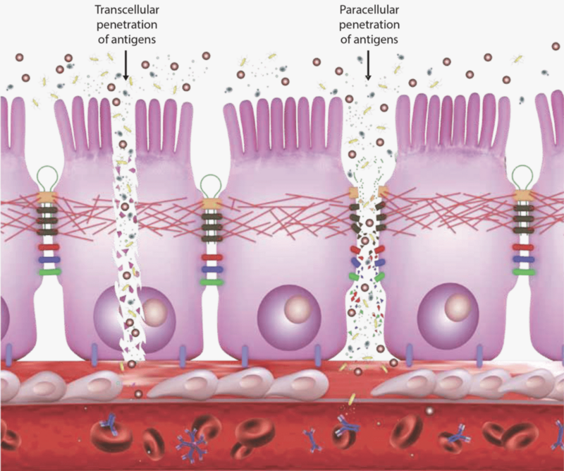 Cyrex Array 2 - Intestinal Antigenic Permeability Screen