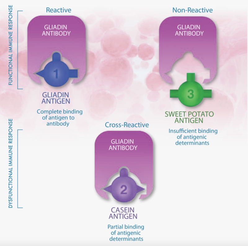 Cyrex Array 4 - Gluten-Associated Cross-Reactive Foods and Foods Sensitivity