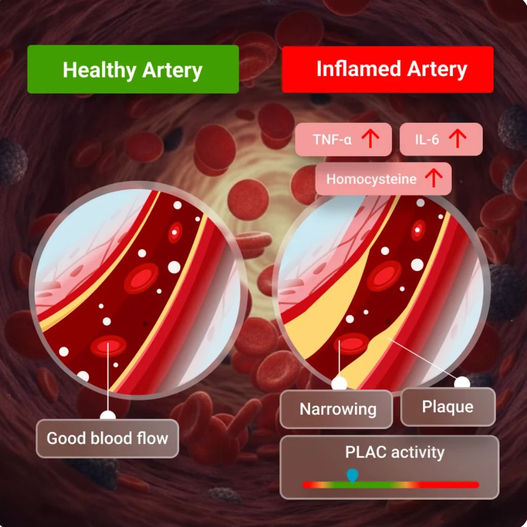 Cardio Zoomer - Vibrant Wellness