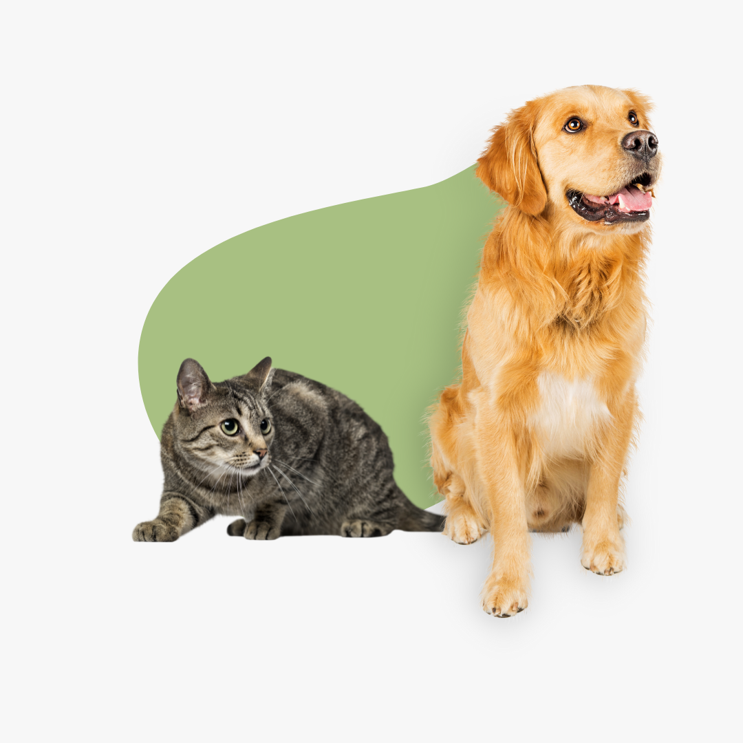 PERROS Y GATOS