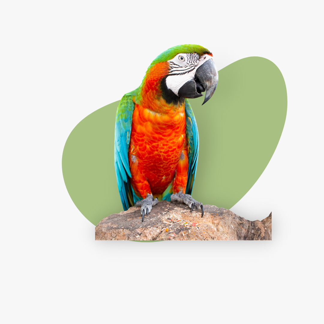 PAJAROS