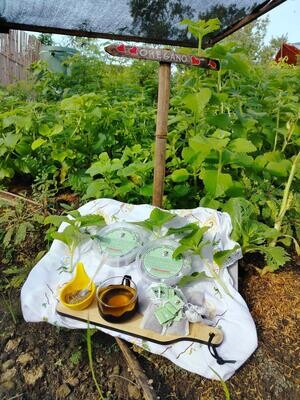 &quot;Oregano 10&quot; (10 cup sized oregano teabags in food saver)