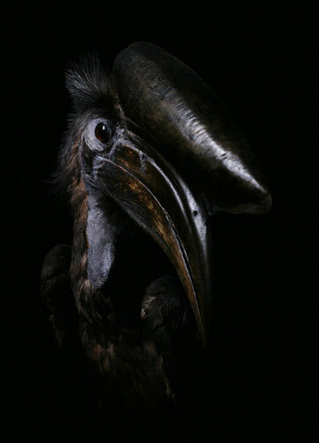 © Arnaud Meyer - Calao