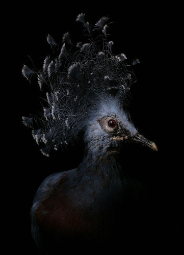 © Arnaud Meyer - Goura
