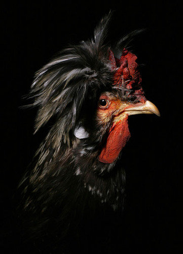 © Arnaud Meyer - Coq