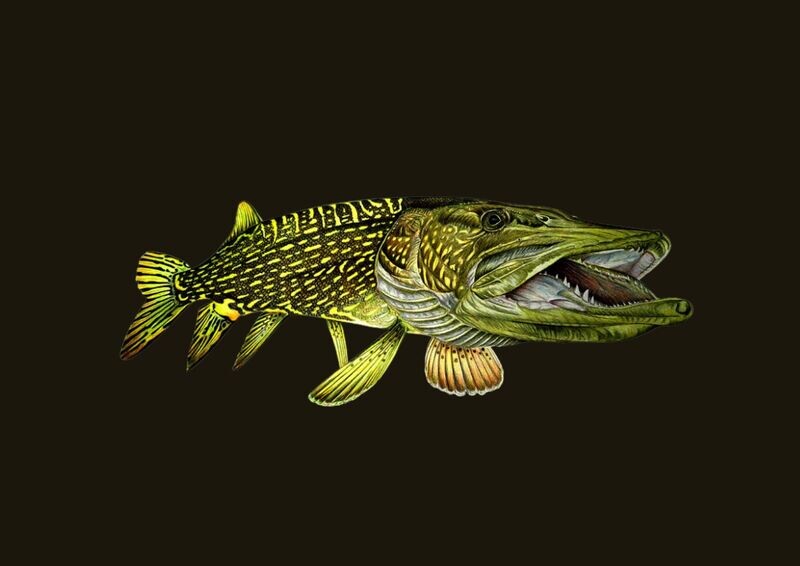Воблери за сладководен риболов | POWERFISHING.BG