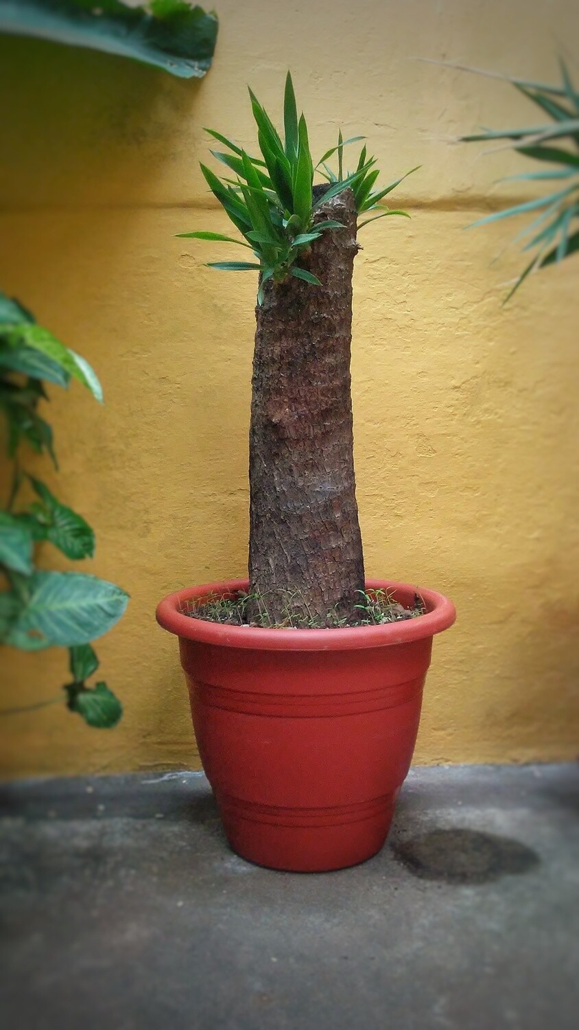 Drácena grande