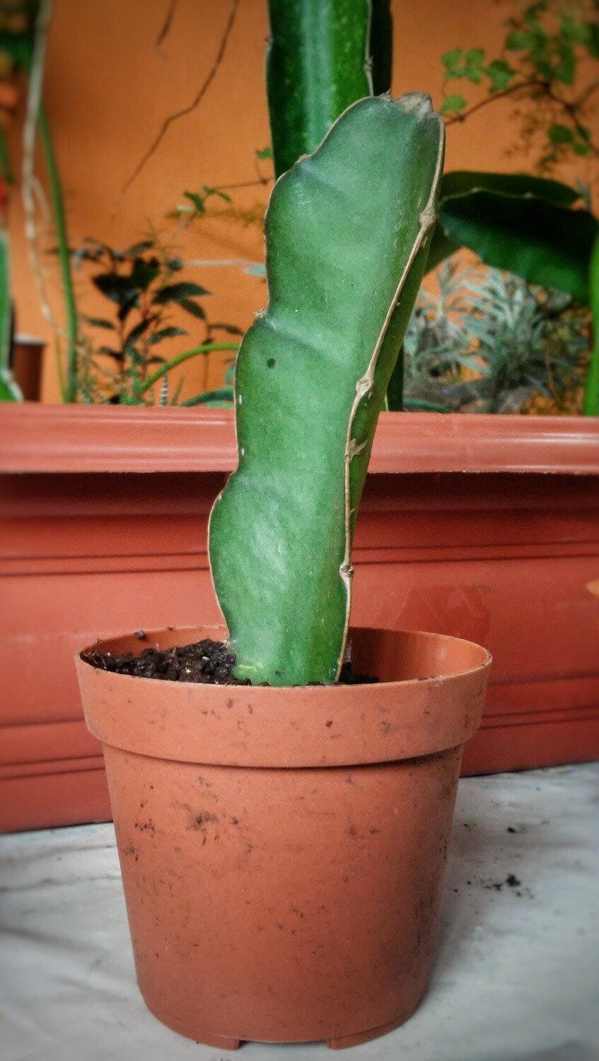 Pitaya