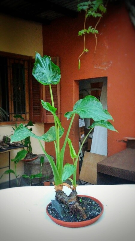 Alocasia