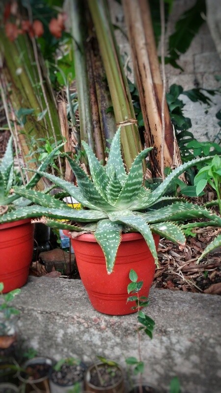 Aloe moteado