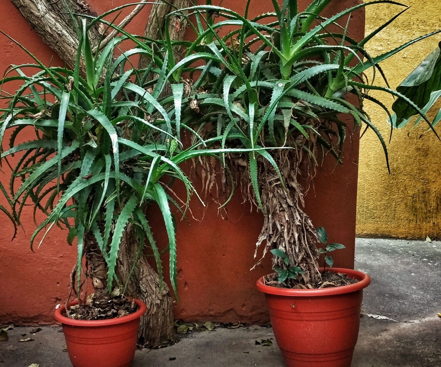 Aloe bouquet