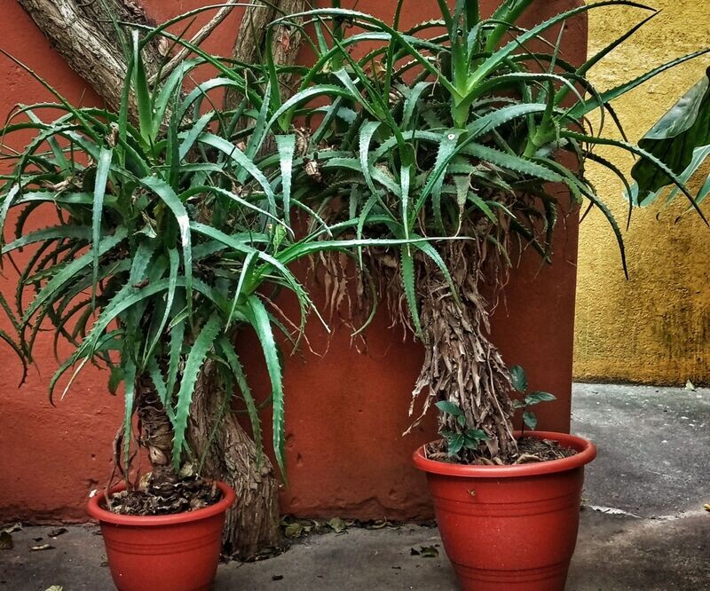 Aloe bouquet