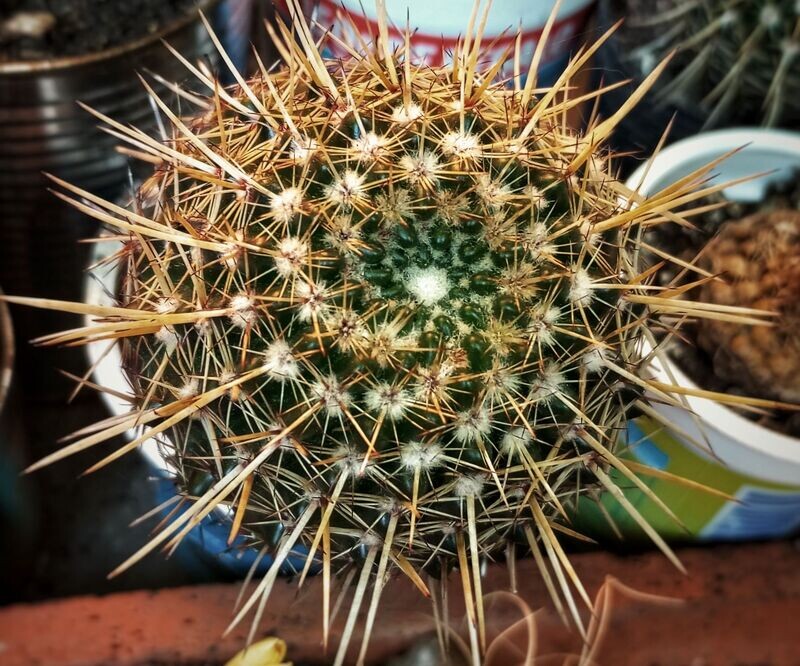 Parodia