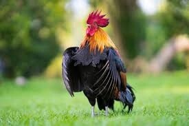 Rooster