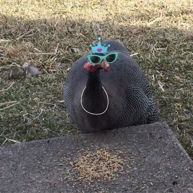 Guinea Fowl