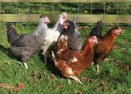 Point of Lay Hens