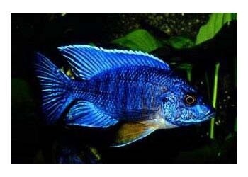Peacock Blue