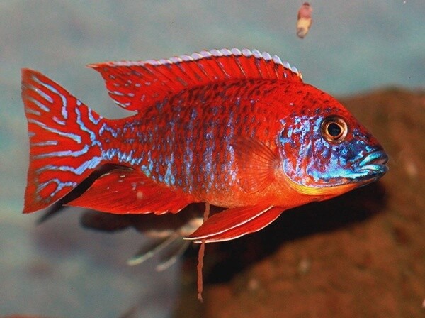 Peacock Red