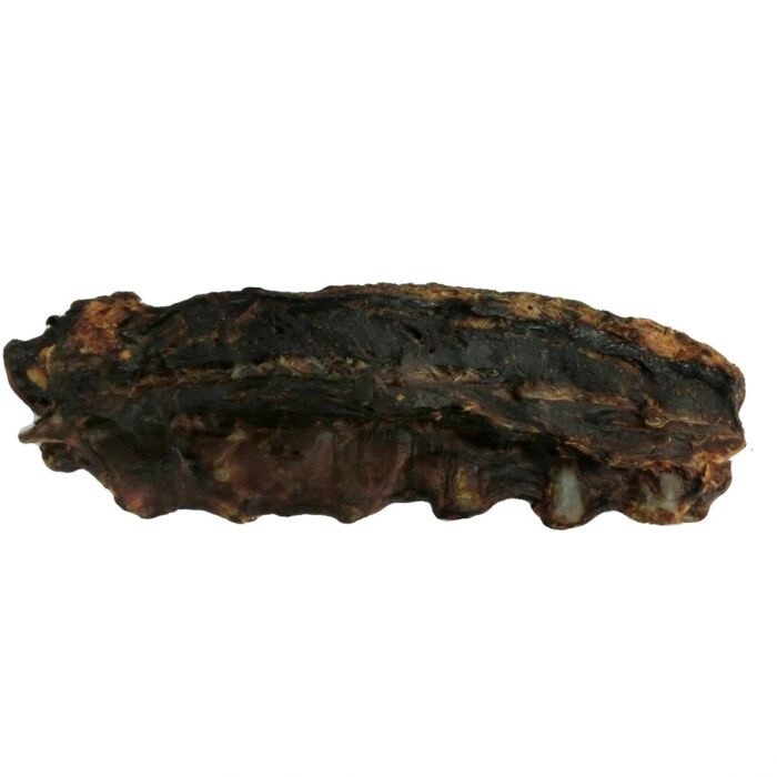 Kangaroo Tail Bone