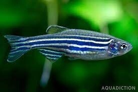 Danio
