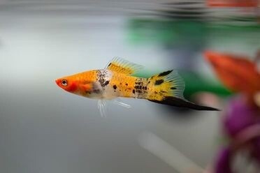 Swordtail