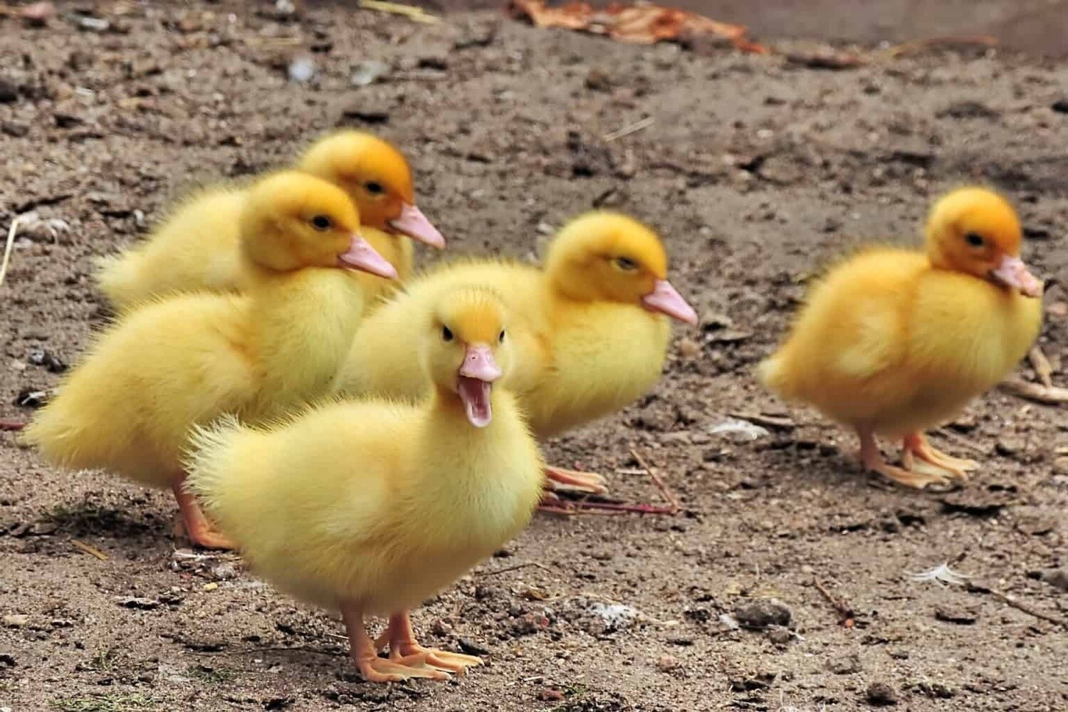 Day Old Duckling