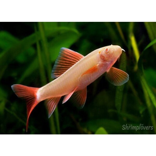 Golden Shark